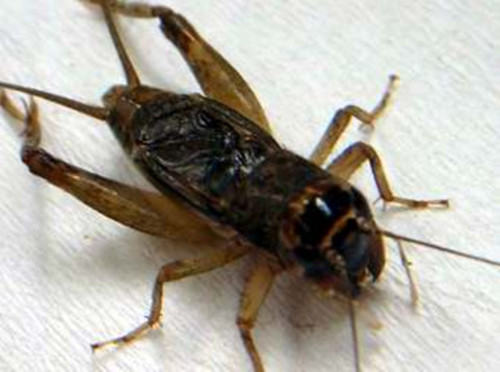 蟋蟀繁殖的常见问题