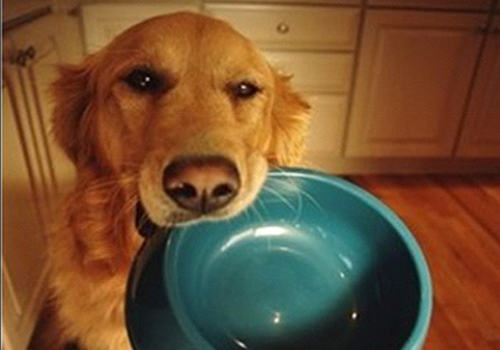 经常换狗粮对狗狗好吗