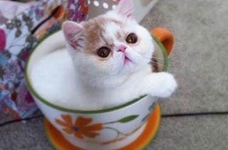 7个月的猫咪吃饭很少，是什么原因？