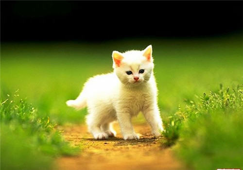 猫咪为什么跑的快? 猫咪为什么跑的快?