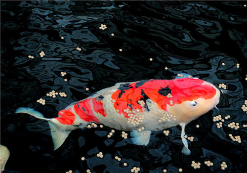 观赏鱼打印病的预防措施