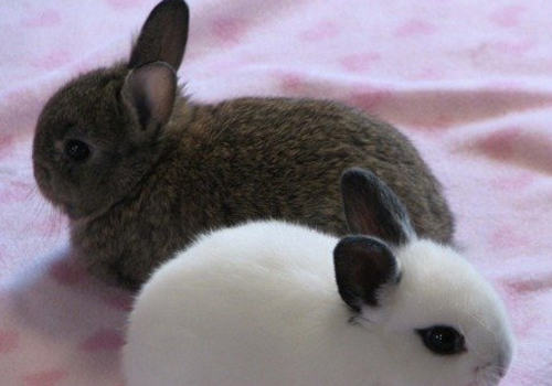 如何改正宠物兔异食