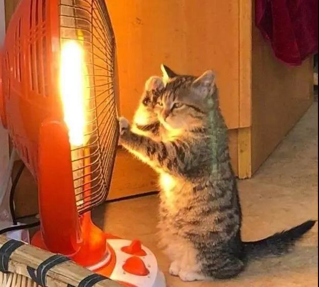 冬天猫咪怎么养？猫咪烤糊了怎么办？