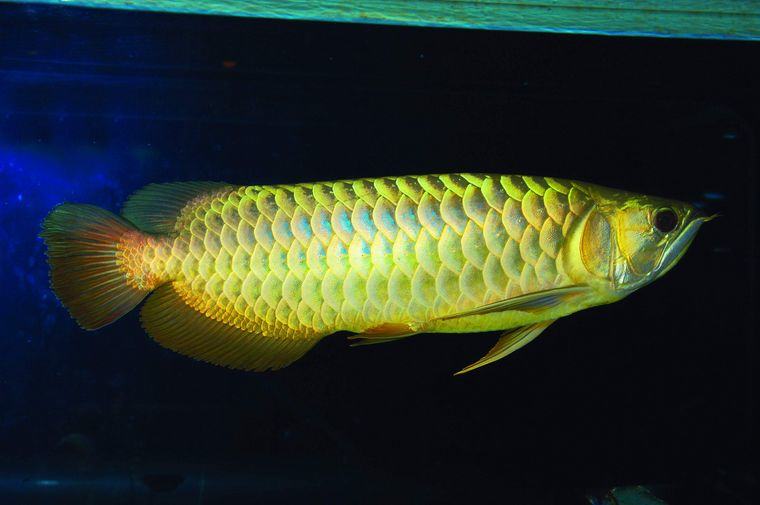 蜈蚣喂食龙鱼的影响