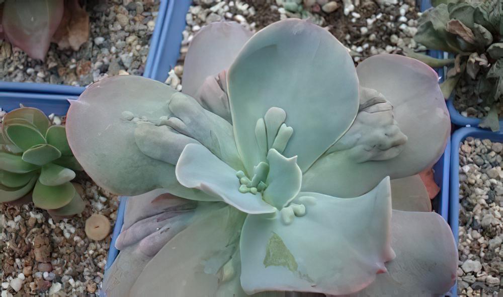 乙女梦(Echeveria.gibbiflora v. carunculata)养殖方法