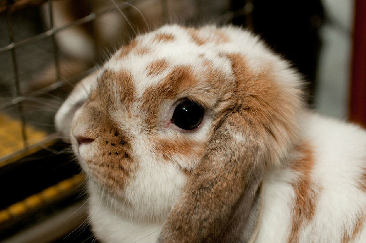 你知道兔兔为啥吃掉粪便吗？