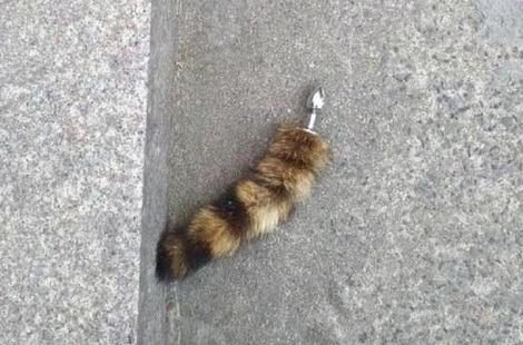 为什么会给猫咪断尾？