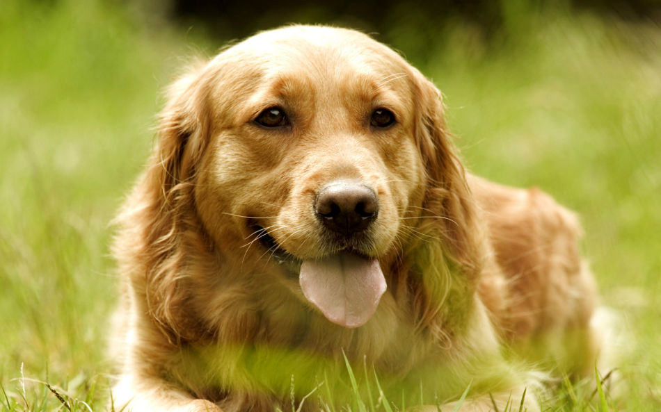 金毛犬便秘该怎么办 如何治疗
