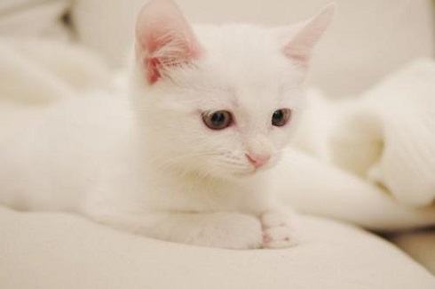 养猫有什么坏处？养猫的坏处