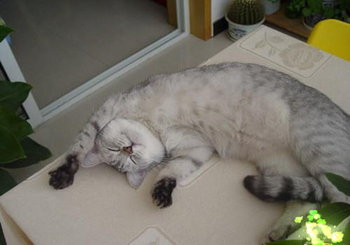 给猫咪喂药小妙招