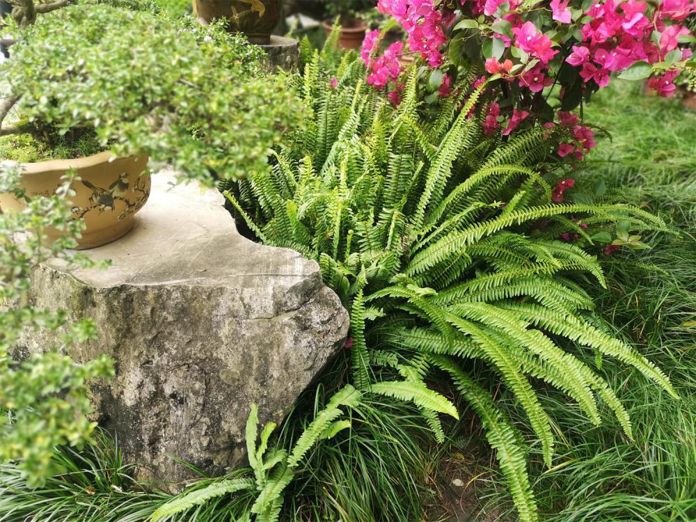 蕨类植物夏天怎么养