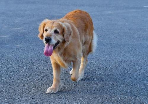 出现以下这几种表现就说明金毛讨厌你了