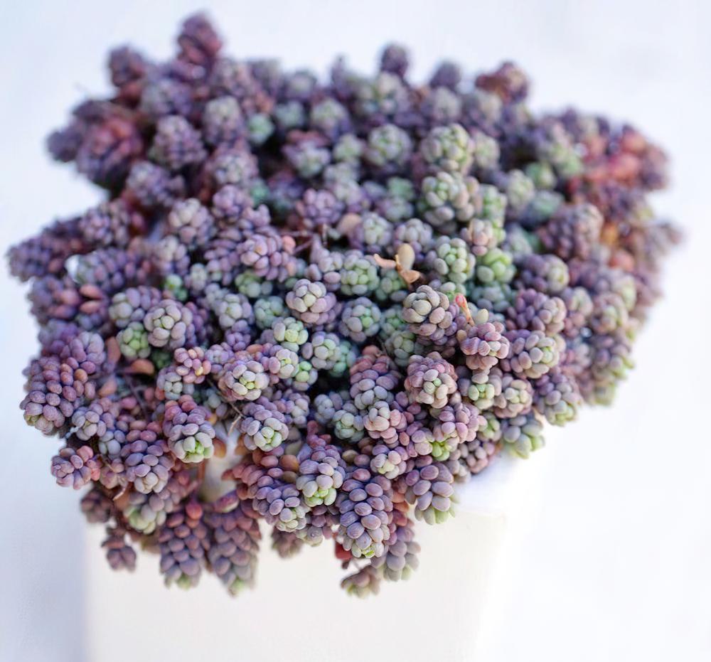 姬星美人 Sedum anglicum