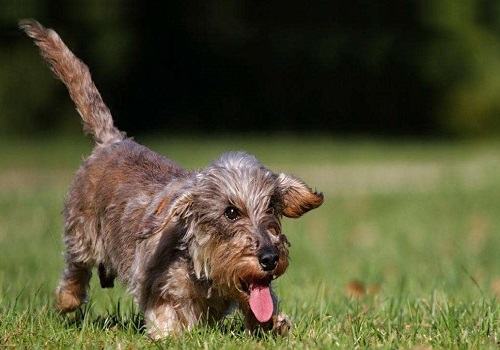 狗狗胡须的作用都有哪些？