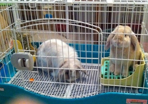 养兔的一些不宜事项 养兔的一些不宜事项