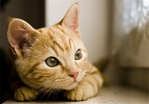 猫咪之间的交流是怎样进行的？