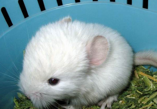 孩子饲养龙猫需要注意哪些问题