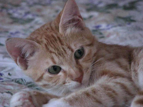 正确为猫咪滴耳药水的步骤 正确为猫咪滴耳药水的步骤