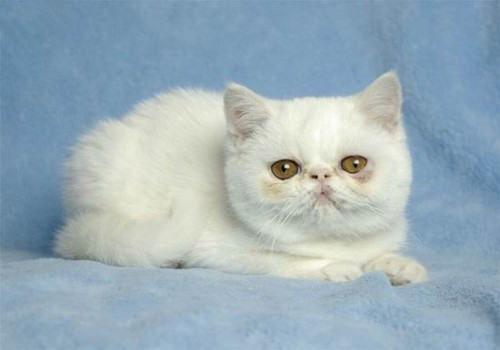 如何让猫咪学会独处