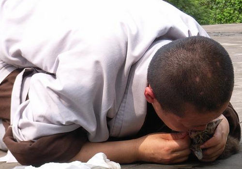 如何急救被噎到的猫