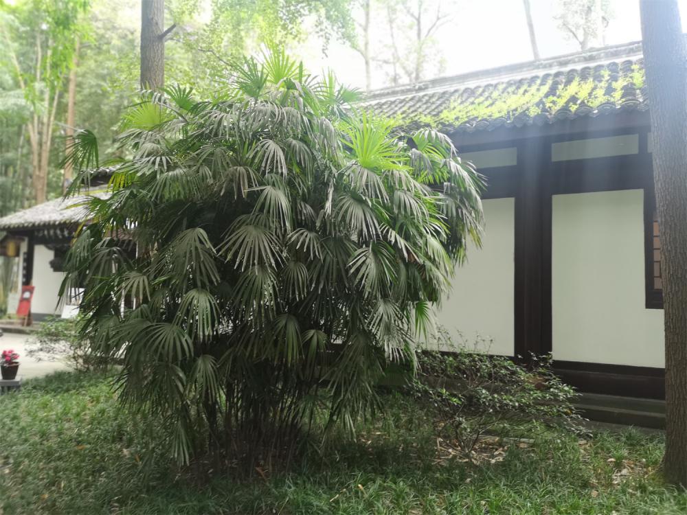 棕竹可以播种吗