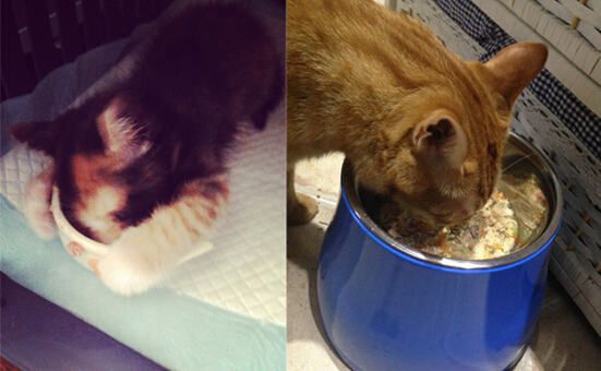 夏季给猫咪补水——自制时蔬鸡猪猫饭