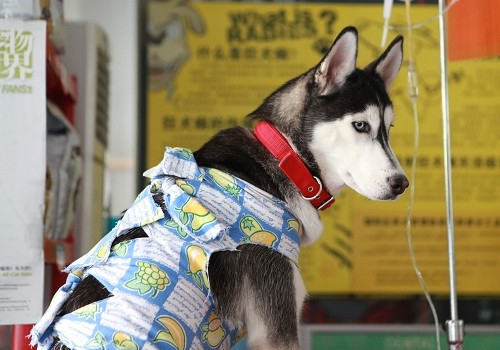 狗狗输液不能过快