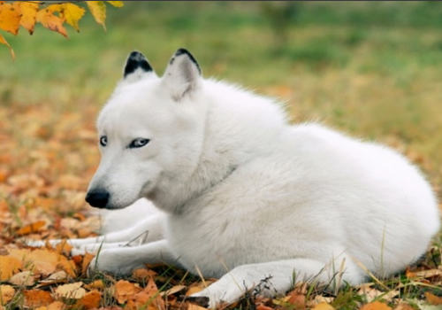 狗狗在哪些情况下容易咬人