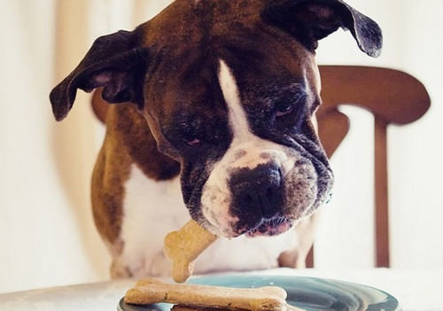 给狗狗吃甜食的注意事项 给狗狗吃甜食的注意事项