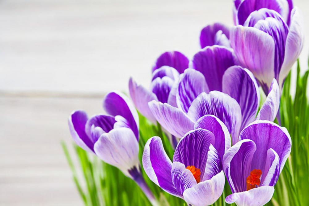 紫番红花的养殖方法和注意事项