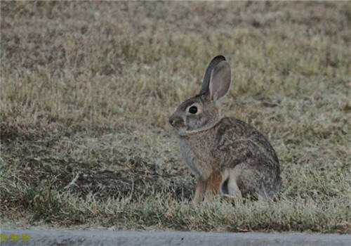 兔支气管败血波氏杆菌病的防治