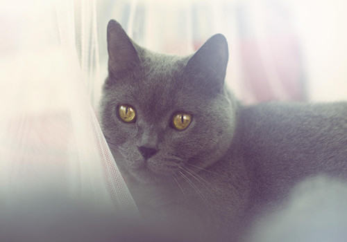 布偶猫多少钱买合适