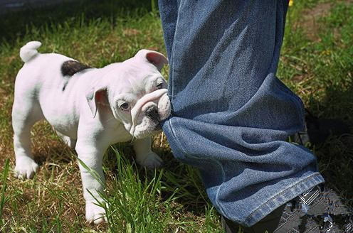 如何训练狗狗不乱咬人