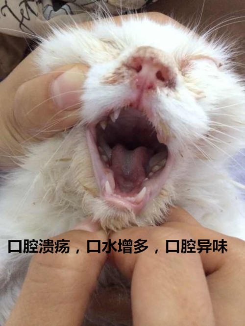 猫鼻支的护理和治疗