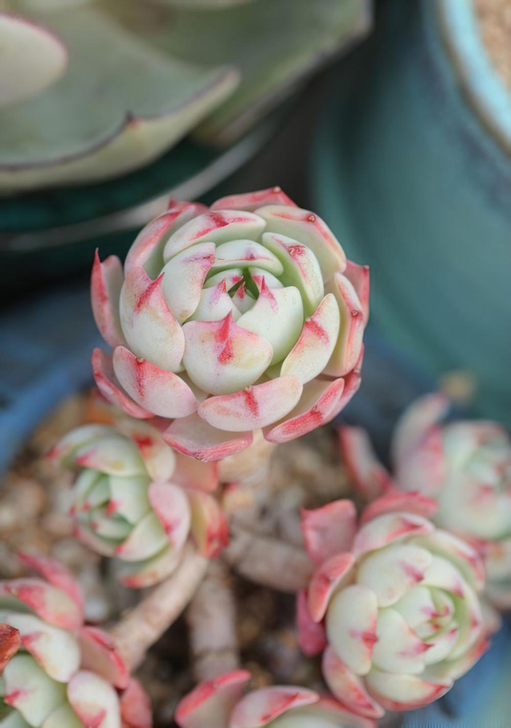 minima家族大起底：Echeveria minima姬莲和她的近亲们