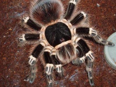 洪都拉斯卷毛有毒吗？洪都拉斯卷毛怎么养？