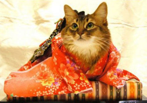 猫主子,快来和我们一起过节吧