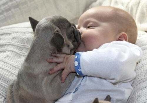 狗狗是家人不是物品 狗狗是家人不是物品