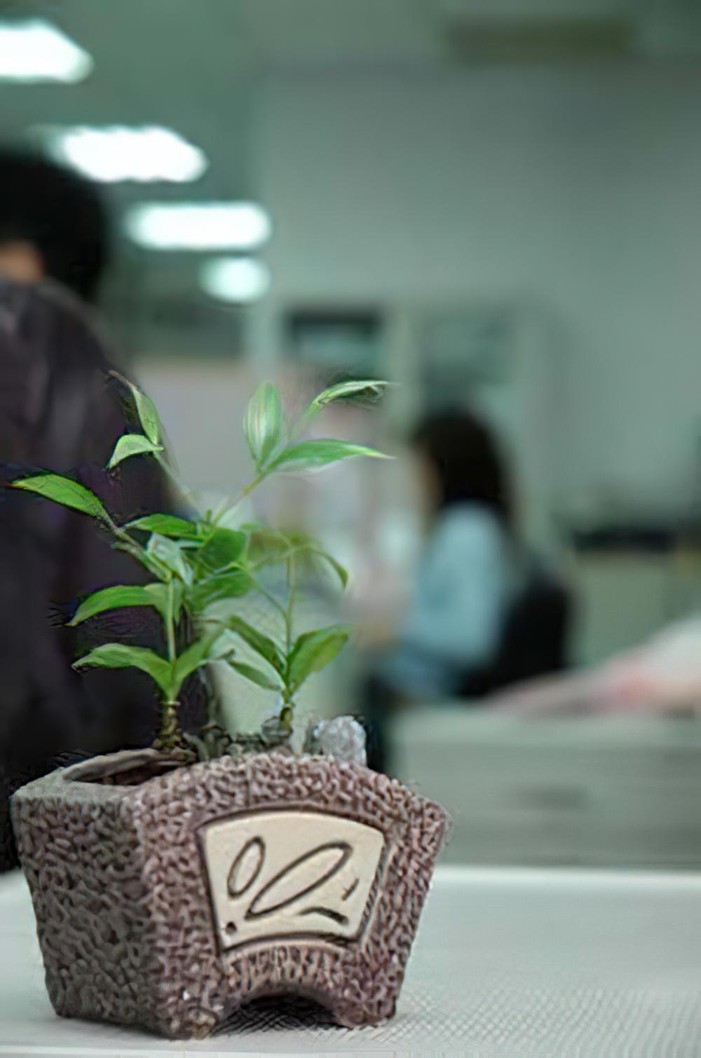 植物盆栽种植得宜家运也飘香