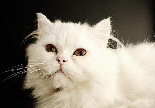 猫咪智商排行榜10种最聪明的猫