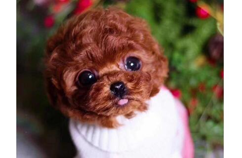 茶杯犬好养吗?背后残忍的秘密… 茶杯犬好养吗?背后残忍的秘密…