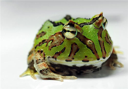 角蛙的品种简介