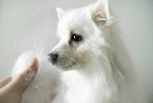 狗狗掉毛 狗狗掉毛的原因有哪些 狗狗掉毛 狗狗掉毛的原因有哪些
