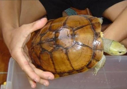 宠物龟所需营养物质有哪些