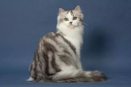 最大的猫是什么品种？大型猫品种介绍