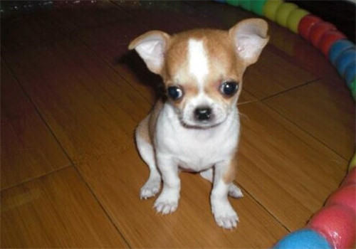 狗狗接种疫苗免疫失败的原因有哪些