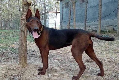 苏联红犬多少钱一只？苏联红犬价格盘点