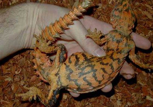 孔雀刺尾蜥有什么特征