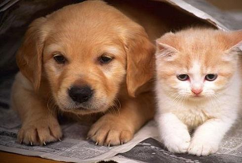 猫和狗哪个好养?养猫费钱还是养狗费钱? 猫和狗哪个好养?养猫费钱还是养狗费钱?