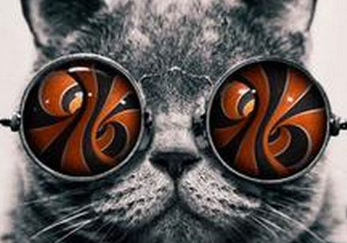 猫咪的视觉小知识